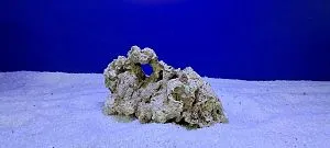 Камень сухой рифовый, цена за 1 кг