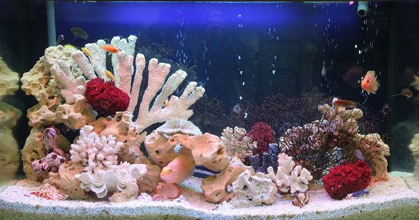 Оформление пресноводного аквариума Псевдоморе 201-300 л от интернет-магазина STELLEX AQUA