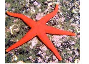 Звезда линкия красная, размер S до 4 см