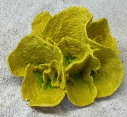 Цветной коралл желтый Ругоса