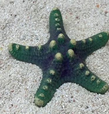 Цветной коралл зеленый Звезда малая, 8*8*2 см