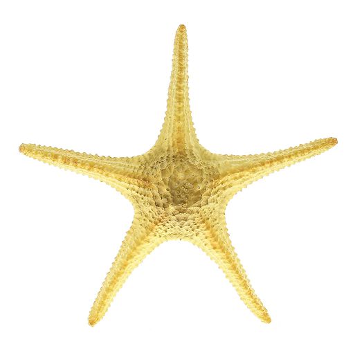 Aqua-Pro ARITIFICIAL LIVE CORAL звезда морская пластиковая, L410 x W410 x H80мм