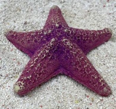 Цветной коралл пурпурный Звезда средняя, 9*9*2 см