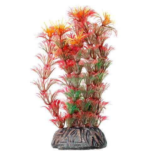 Растение Laguna "Амбулия" красная, 100 мм