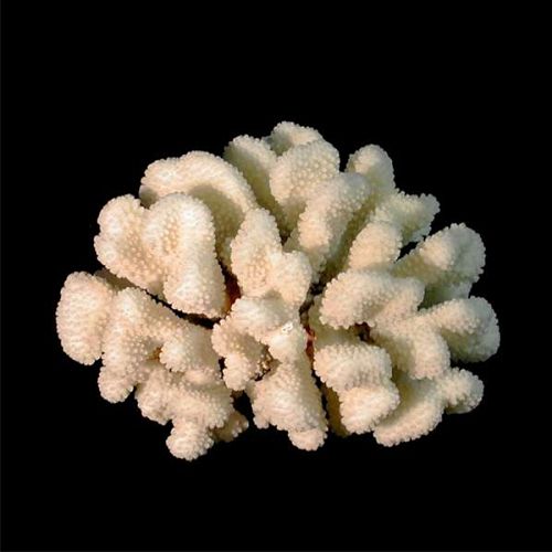 Коралл Кластер 14-17 см