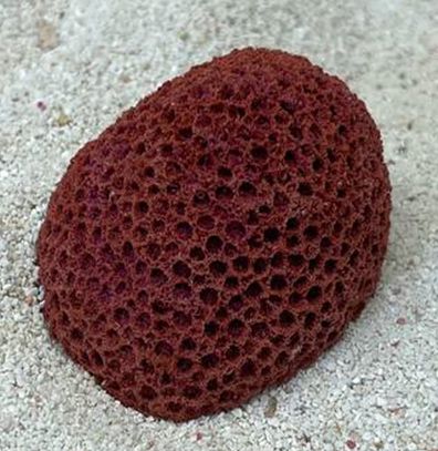 Цветной коралл красный Мозговик малый, 5,5*4,5*3,5 см