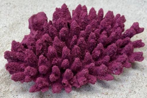 Цветной коралл пурпурный Белиз 2, 19*14*5 см