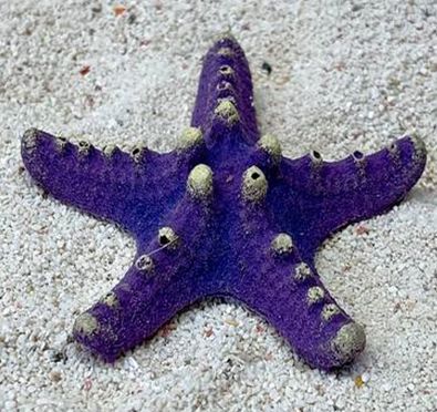 Цветной коралл фиолетовый Звезда малая, 8*8*2 см