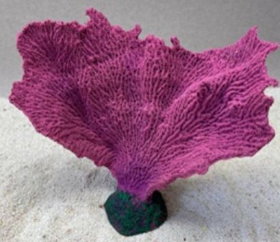 Цветной коралл пурпурный Коралл веер, 17*7*15 см