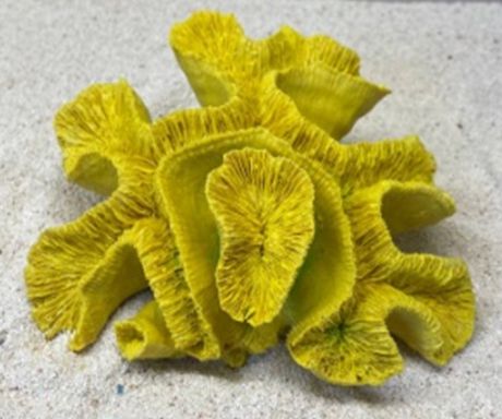 Цветной коралл желтый Коралл мозговик