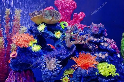 Фотосъемка кораллов