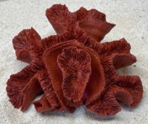 Цветной коралл красный Коралл мозговик