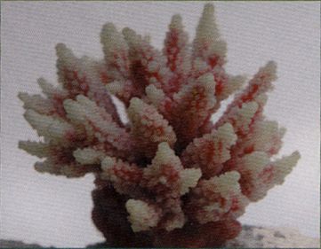 Коралл VITALITY мягкий, пластик, перламутр, 11,5x10x9 см