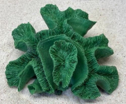 Цветной коралл зеленый Коралл мозговик