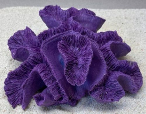 Цветной коралл фиолетовый Коралл мозговик