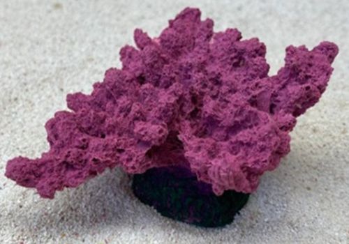 Цветной коралл пурпурный Коралл корона, 13*10*6,5 см