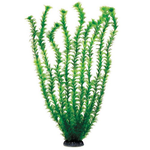 Растение Laguna "Амбулия" зеленая, 500 мм