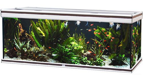 Аквариум AQUATLANTIS AMBIANCE 150 венге, 450 л, 150х50x60 см от интернет-магазина STELLEX AQUA