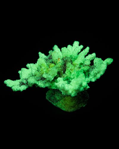 Кс-247 Коралл корона (зелёный), 13*10*6,5 см