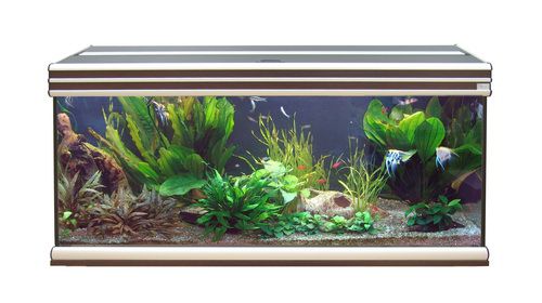 Аквариум AQUATLANTIS EVASION 150х60, 620 л, 150х60х75 см от интернет-магазина STELLEX AQUA