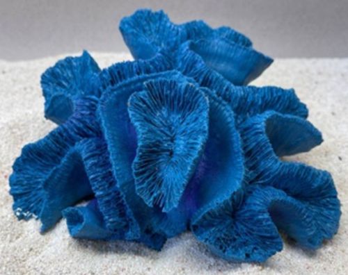 Цветной коралл синий Коралл мозговик