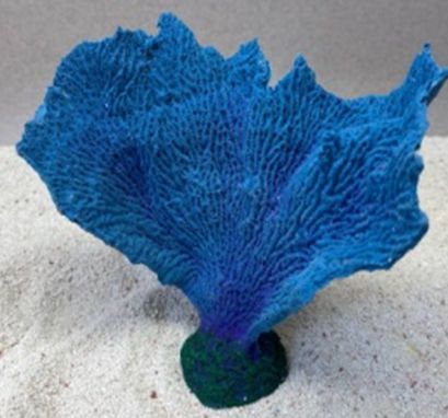 Цветной коралл синий Коралл веер, 17*7*15 см