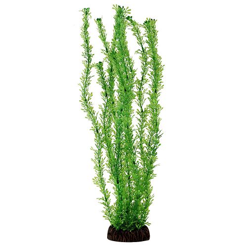 Растение Laguna "Лигодиум" зеленый, 400 мм