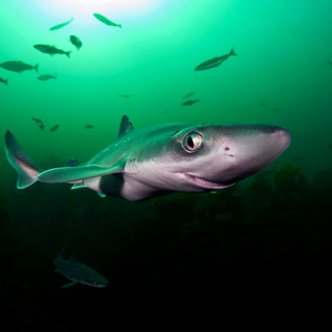 Катран - самая маленькая акула