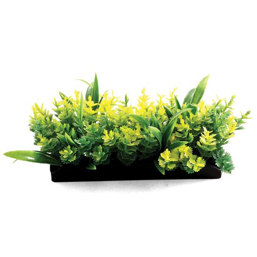 Растения композиция Laguna, желтая, 50 мм