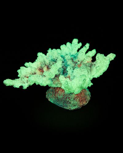 Кс-220 Коралл корона (фиолетовый) , 13*10*6,5 см