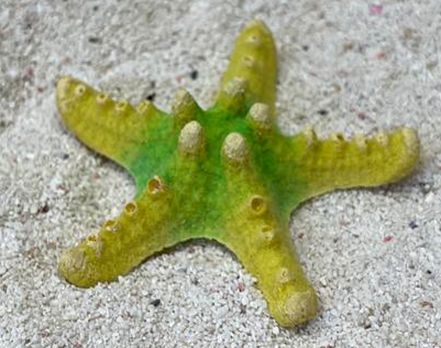 Цветной коралл желтый Звезда малая, 8*8*2 см