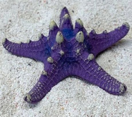 Цветной коралл фиолетовый Звезда остроконечная, 12*12*4 см