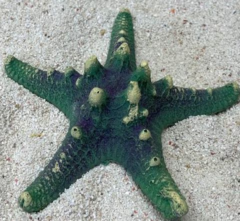 Цветной коралл зеленый Звезда остроконечная, 12*12*4 см