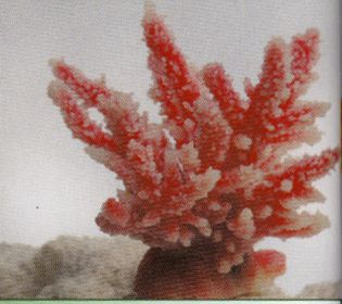 Коралл VITALITY мягкий, пластик, перламутр, 12,6x10,7x11 см