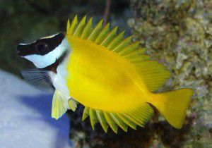 Лисица желтая (Ло), размер M до 8 см Лисица желтая (Ло), размер M до 8 см