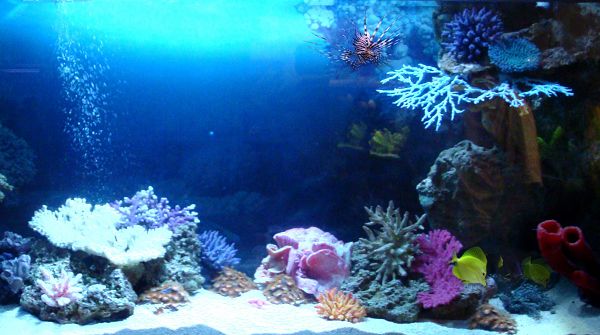Оформление морского аквариума 401-500 л от интернет-магазина STELLEX AQUA
