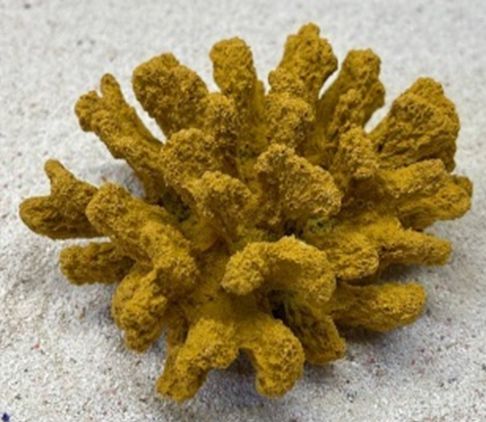Цветной коралл оранжевый Коралл брокколи, 14*13*7 см