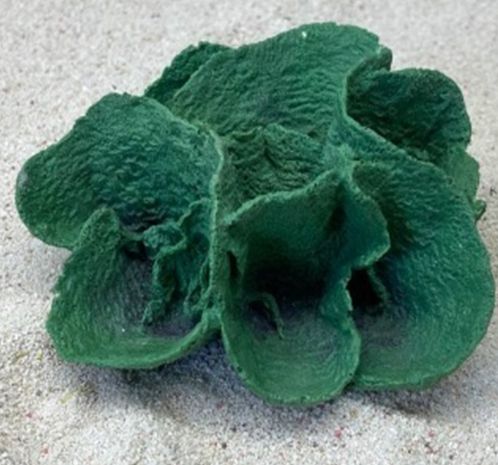 Цветной коралл зеленый Ругоса