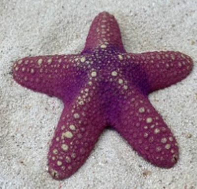 Цветной коралл пурпурный Звезда большая, 13*13*3 см