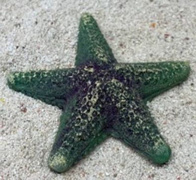 Цветной коралл зеленый Звезда средняя, 9*9*2 см