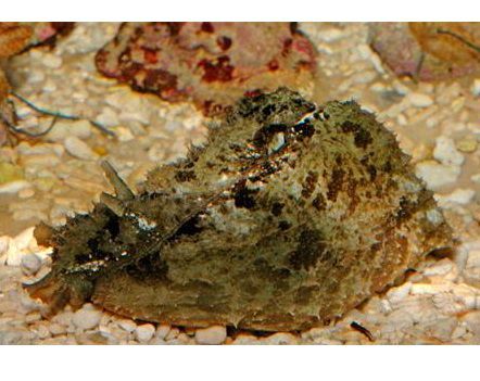 Заяц морской долабрифера, размер M до 10 см