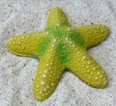 Цветной коралл желтый Звезда большая, 13*13*3 см