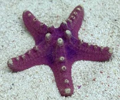 Цветной коралл пурпурный Звезда малая, 8*8*2 см