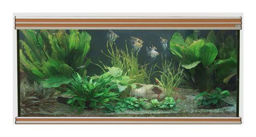 Аквариум AQUATLANTIS EVASION 150х50 бук, 470 л, 150х50х70 см от интернет-магазина STELLEX AQUA