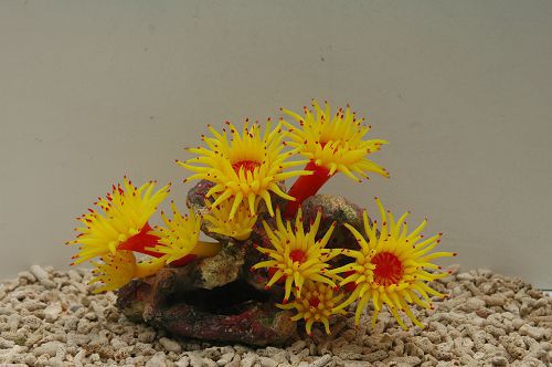 Коралл VITALITY силикон, желтый, 20х12х14 см