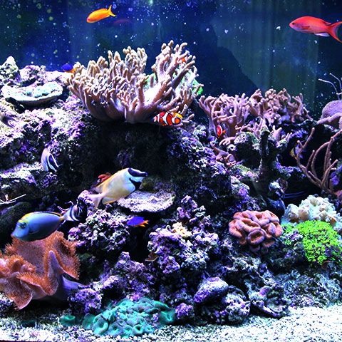 Более 20 новых добавок для рифовых аквариумов
