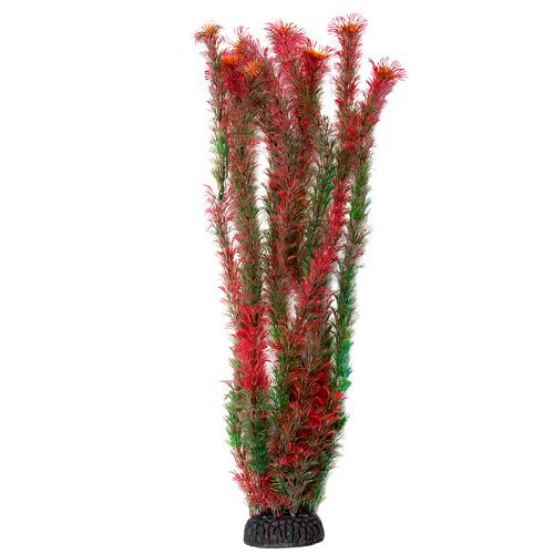 Растение Laguna "Амбулия" красная, 500 мм