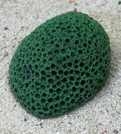Цветной коралл зеленый Мозговик малый, 5,5*4,5*3,5 см