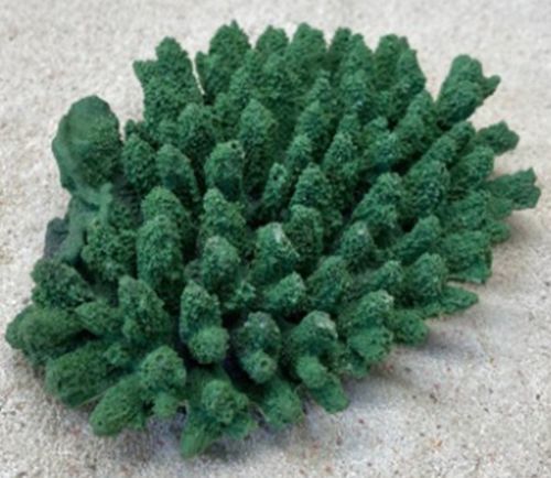 Цветной коралл зеленый Белиз 2, 19*14*5 см