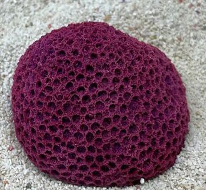 Цветной коралл пурпурный Мозговик малый, 5,5*4,5*3,5 см